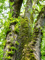 Wall Mural - moss covered tree trunks under the green foliage