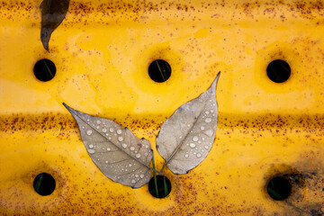 dried tree leaves with a few raindrops above them on a rusty yellow perforated steel sheet, falling leaves in autumn