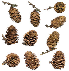 A collection of small pine cones for Christmas tree decoration isolated against a transparent background. A collection of large pine cone.	