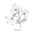© mervin07 - Hand drawn honeysuckle flowers with leaves and stem isolated on a white background. White background on  separate layer.