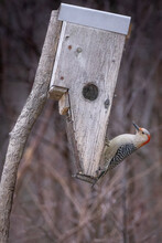 Feeding The Birds In His Backyard, Red Bellied Woodpecker Came To Eat