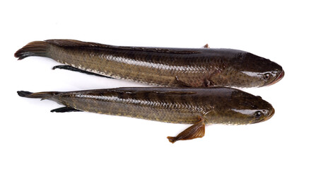 Snakehead fish isolated on white background