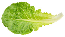 Baby Cos Lettuce  On White Background, Green Napa Cabbage Leaves On White PNG File.