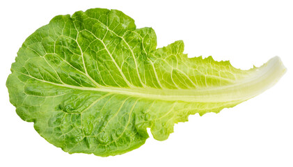 Baby Cos lettuce  on white background, Green Napa cabbage leaves on white PNG File.