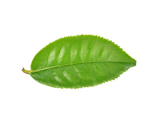 Poster - green tea leaf isolated on transparent png