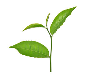 Poster - green tea leaf isolated on transparent png