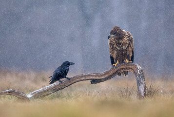 Fototapete - Sea eagle / white tailed eagle ( Haliaeetus albicilla) and raven ( Corvus corax )