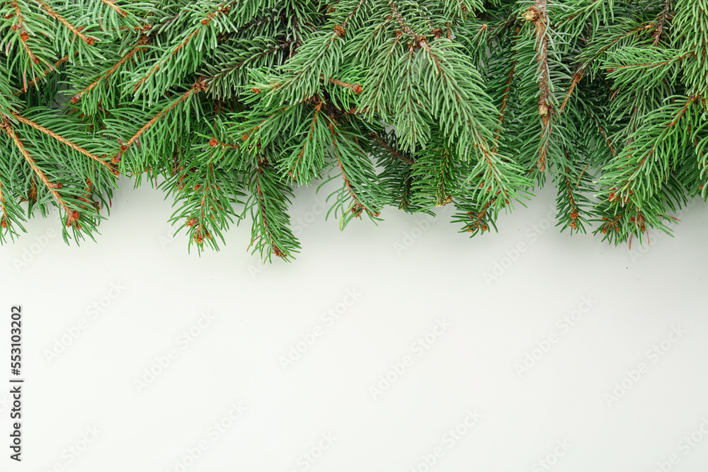 Green fir branches on white background