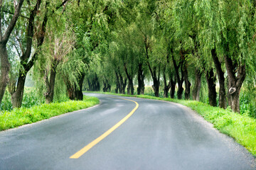 Poster - Asphalt road through green field in summer day