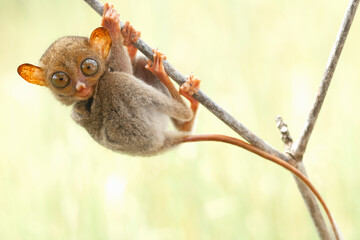 Wall Mural - Tarsier aka Tarsius, Smaller Apes in The World