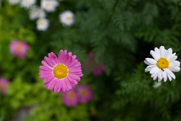 Wall Mural - White pink chamomile flower blossom fresh natural flower
