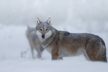 Naklejka na meble Wilk szary w pięknej zimowej scenerii