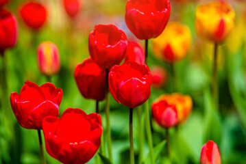 red tulips bloom on a green natural background