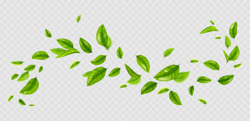 fresh green leaves flying on wind. air wave with summer or spring foliage. concept of clean nature, 