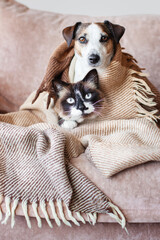 Canvas Print - Dog and cat together under broun cozy blanket