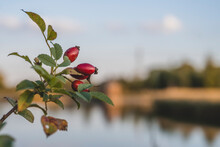 Rose Hips Growing In Autumn
