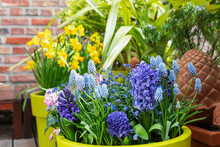Blue And Purple Hyacinths And Forget-me-nots Cultivated On Balcony