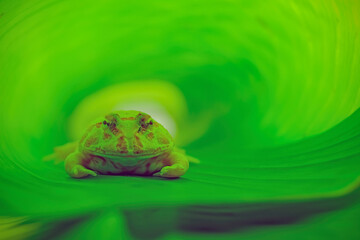 pacman frog in leaf