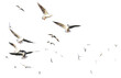 Leinwandbild Motiv png flock of seagulls birds flying in sky  on clear background 