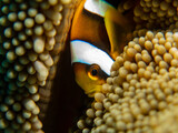 A two bar anemone fish hiding in an anemone