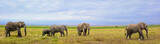 Fototapeta Natura - African bush elephant or African Elephant (Loxodonta africana). Amboseli National Park. Kenya.
