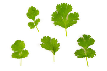 Canvas Print - fresh coriander leaf isolated on white bac kground