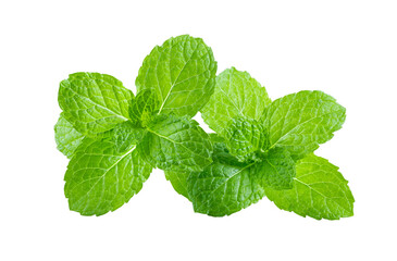 Wall Mural - Fresh mint leaf close up on transparent png
