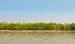 Mangroves in the Ganges Delta in Sundarbans area, India.