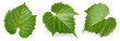 Grape leaf isolated. Young grape leaves on white background. Grape leaf collection on white. Full depth of field.