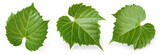 Fototapeta  - Grape leaf isolated. Young grape leaves on white background. Grape leaf collection on white. Full depth of field.