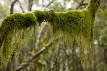 Close Up Shot Of Moss On Old Growth Tree