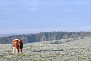 Wall Mural - vache agriculture lait viande hiver Belgique Wallonie