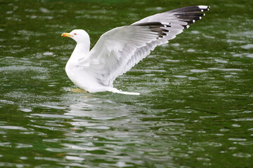 Wall Mural - Seagull on water