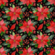 Christmas seamless pattern. Watercolor illustration. Red Poinsettia, Holly, berries, leaves, pine branches on a black background. For fabric, packaging, scrapbooking, etc.