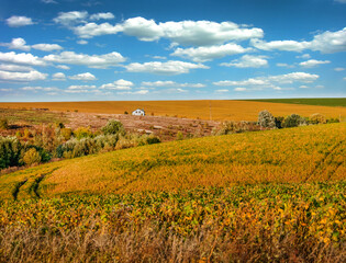 Wall Mural - Yellow green soybean field close-up, soybeans in the field, ripening soybeans. Agricultural landscapes, nature and land.
