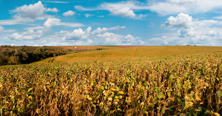 Wall Mural - Yellow green soybean field close-up on the front, Agricultural landscapes ar autumn
