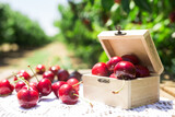 still life of cherries in wooden box on table in garden