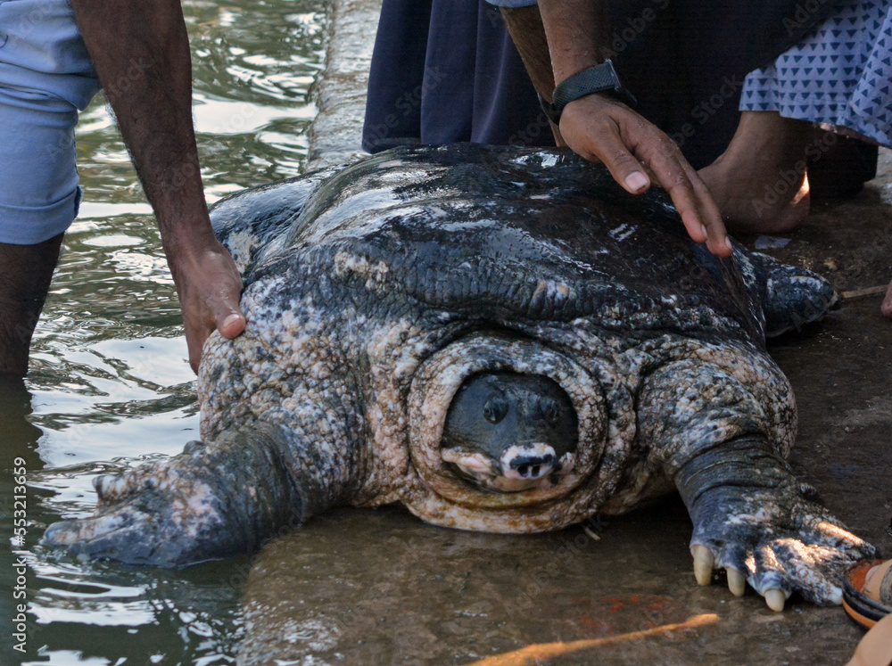 Some people are petting rare species of turtles by lifting them out of ...