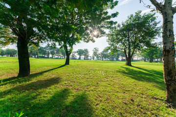 Wall Mural - City park with modern building background in Ho Chi Minh city, Vietnam