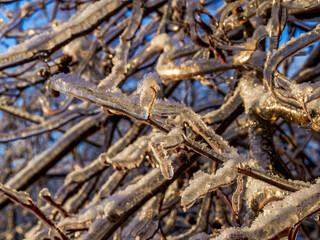 Icebound beautiful bright orange maple leaf afterthe cyclone