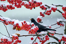 Blackbird, Turdus Merula, Sitting On An Ornamental Apple Tree In Fresh Powder Snow
