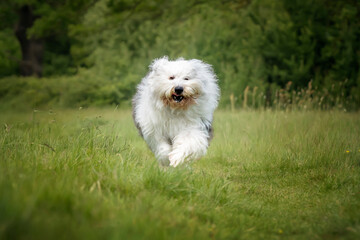 Old English Sheepdog running towards the camera in a field