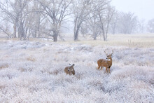 Whitetail Deer Buck And Doe Together In Winter Wonderland Of Falling Snow