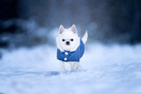 Fototapeta  - Pies rasy chihuahua ubrany w kurtkę podczas zimowego spaceru