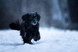 Fototapeta  - Czarny spaniel biega radośnie w śniegu