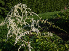 Astilbe Thunbergii 'Professor Van Der Wielen' Features A Foliage Mound Of Dark Green Leaves And Large, Loose, Weeping Panicles Of White Flowers On Arching Stems In Summer