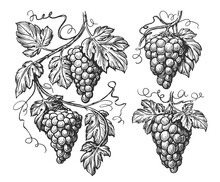 Hand Drawn Vine, Grape Bunches And Leaves. Grapevine Pattern Set Sketch. Vineyard Illustration Vintage Engraving