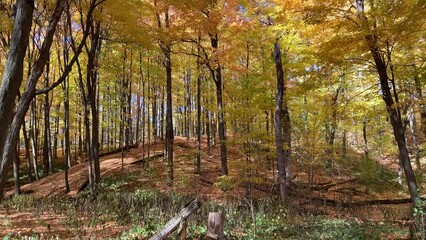 Wall Mural - Stunning fall forest with colorful leaves pan up