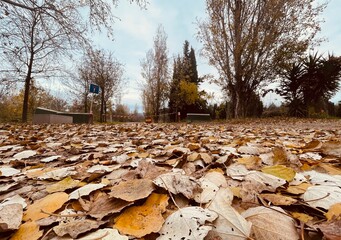 Wall Mural - Otoño