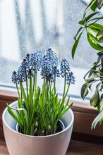 White Pot With Muscari Flowers On The Windowsill.